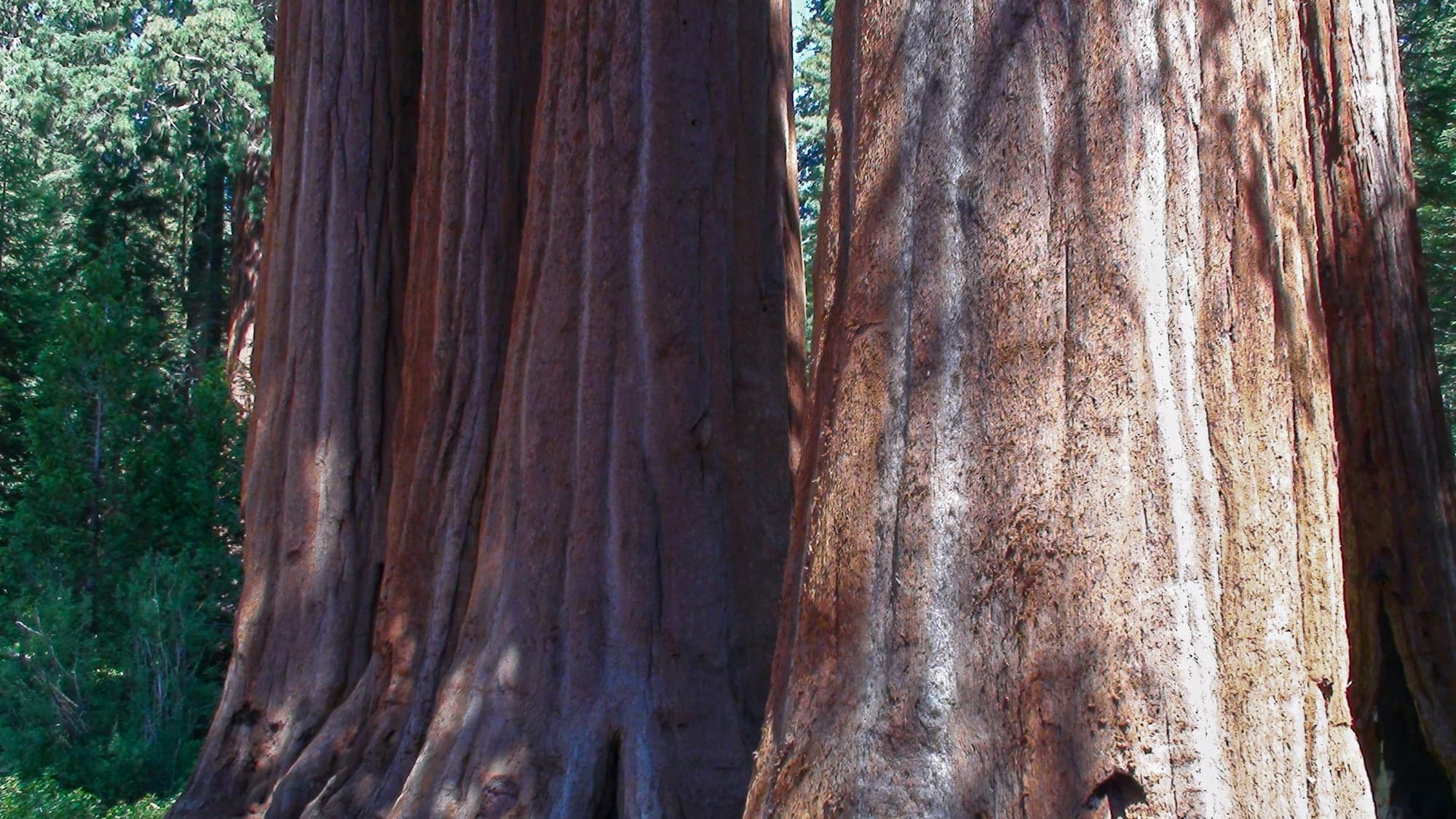 Troncos de secuoyas gigantes en un bosque de California